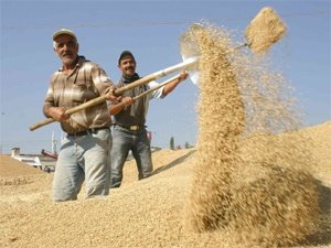 600 Ürün Arasında Eskilli Üreticinin Ürünü Rekor Fiyata Satıldı