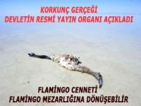 Cennet mezarlığa dönüşüyor...